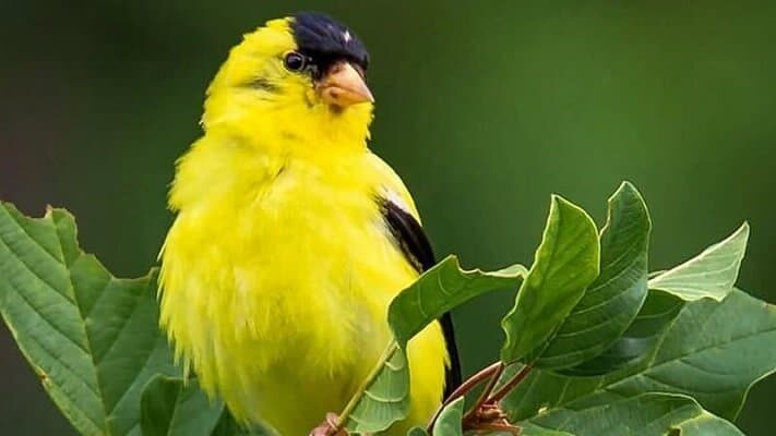 cara-budidaya-burung-kenari-yang-cepat-dan-mudah-kepogaul-com_-6713457