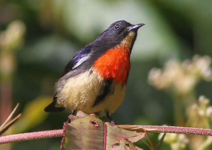 cara-melatih-burung-kemade-makan-voer-mudah-dipraktekkan-5505226