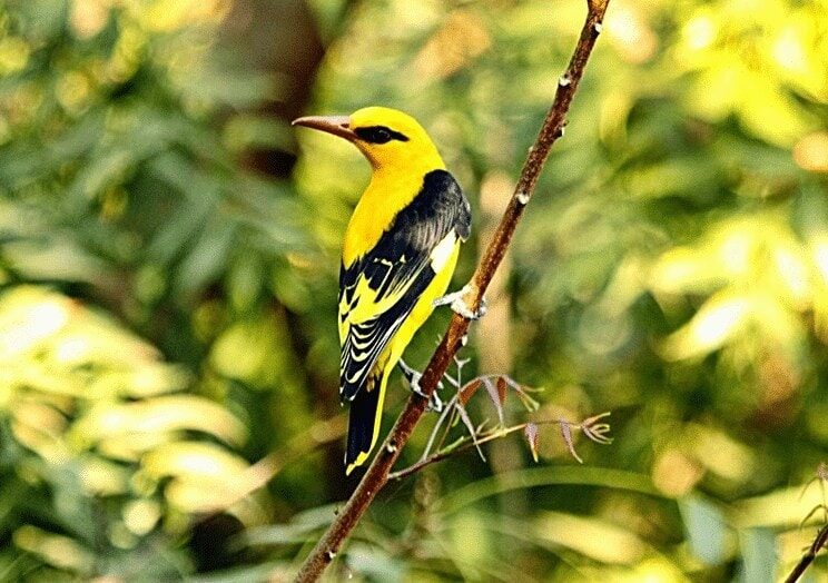 cara-membedakan-burung-kepodang-jantan-dan-betina-4847709