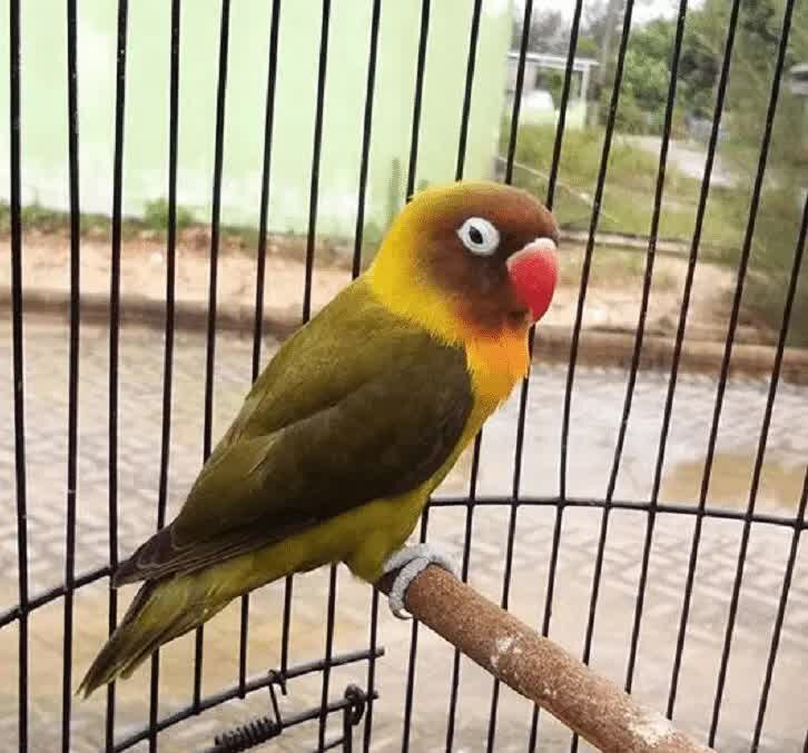 cara-mencetak-lovebird-olive-8643821