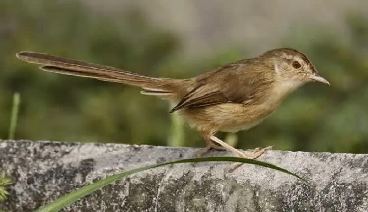 cara-mengatasi-burung-ciblek-gunung-macet-bunyi-5405643