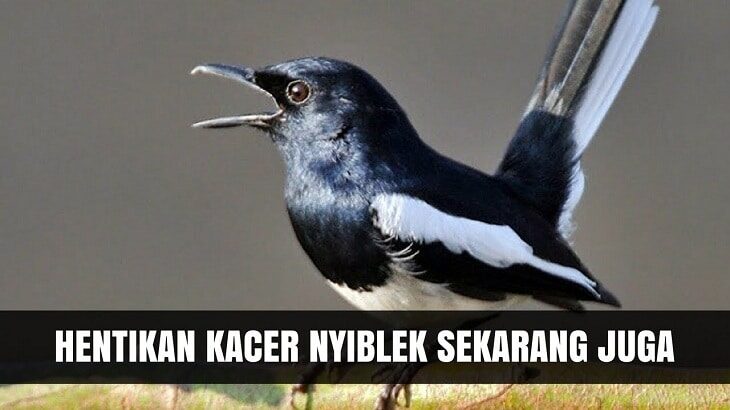 cara-mengatasi-burung-kacer-nyiblek-dan-ketahui-penyebabnya-5582835