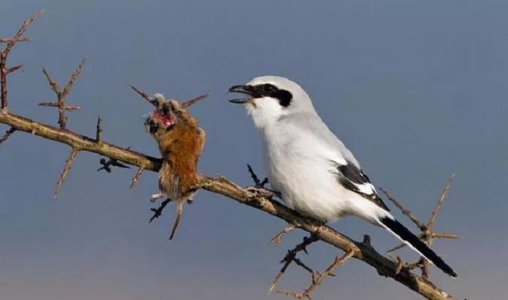 cara-mengatasi-cendet-kurang-fighter-5855864