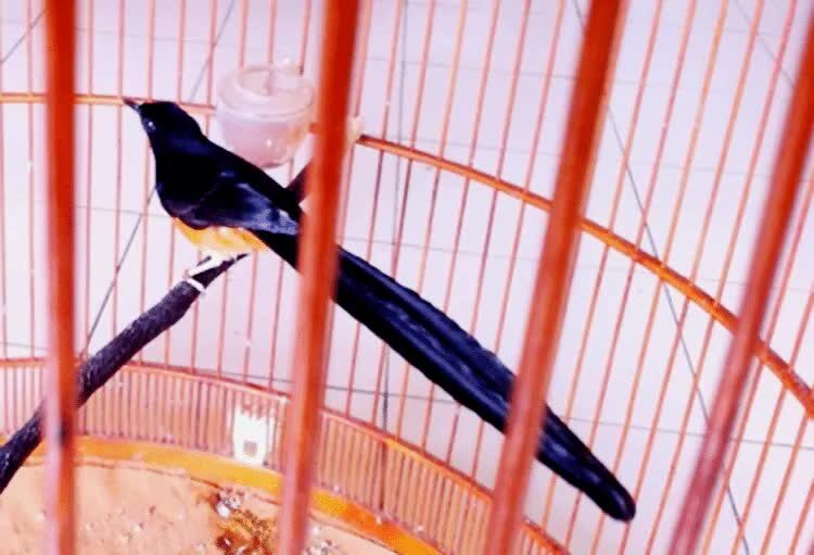 cara-merawat-murai-batu-dorong-ekor-8208617