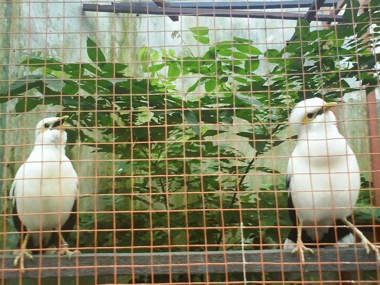 cara-mudah-menangkarkan-burung-jalak-putih-agar-sukses-3956603
