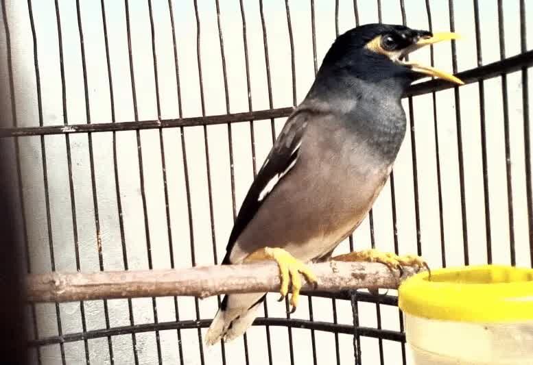 cara-mudah-mengatasi-burung-jalak-nias-macet-bunyi-3285158