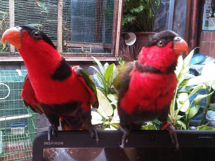 cara-mudah-merawat-burung-nuri-agar-tidak-stress-2510257