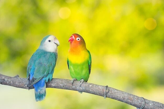 cara-settingan-lovebird-untulan-untuk-kontes-dan-harian-4978332