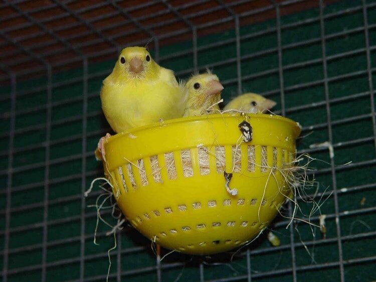 cara-ternak-burung-kenari-af-yang-baik-dan-benar-2355189