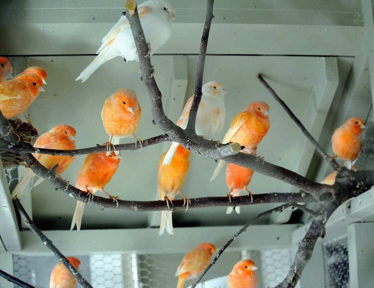 cara-ternak-kenari-koloni-paling-mudah-dan-efektif-1241026
