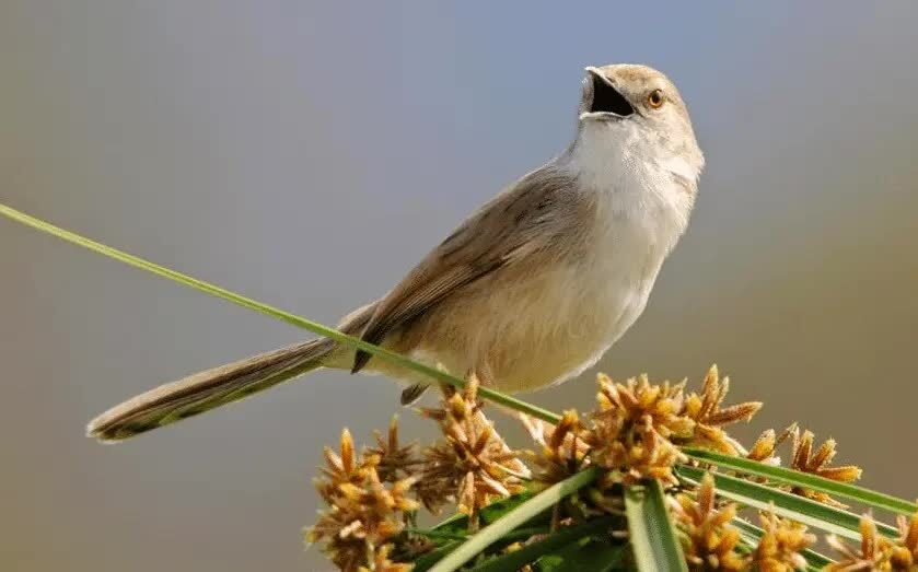 ciblek-putih-4999383