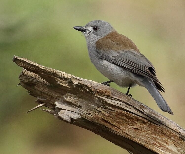 ciri-burung-anis-enggano-grey-shrike-thrush-colluricincla-harmonica-5713209