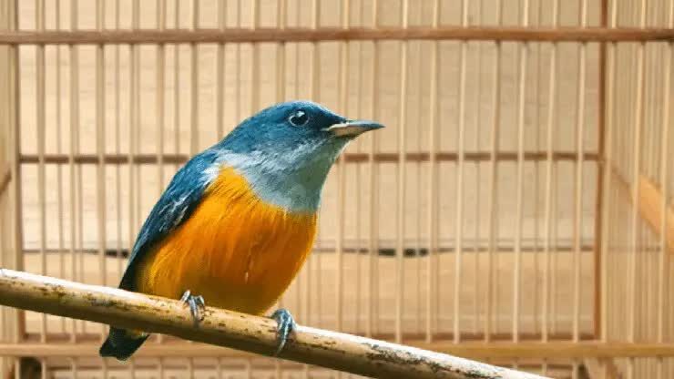 ciri-ciri-burung-cabai-bunga-api-4660545