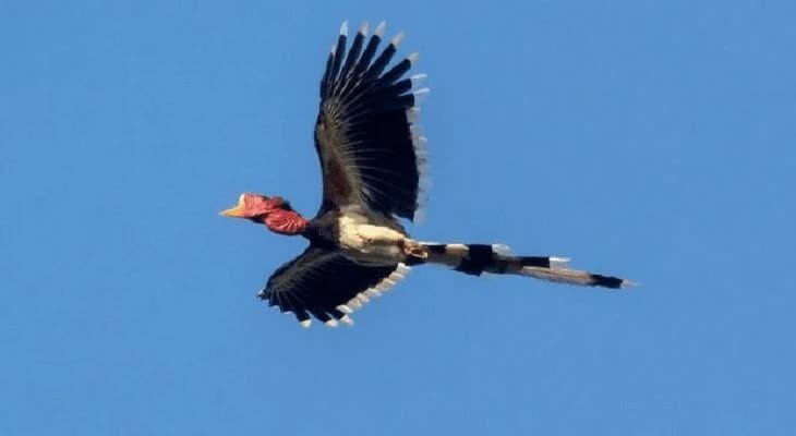 ciri-khas-burung-enggang-gading-9719551