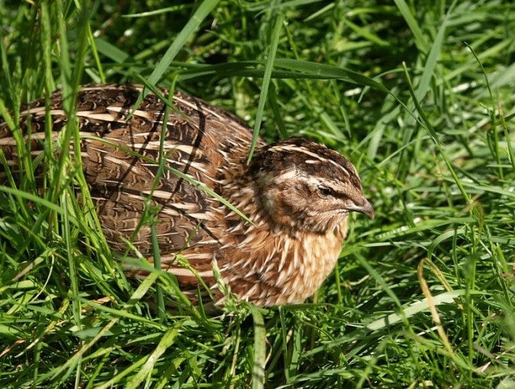 ciri-khas-burung-puyuh-1020512