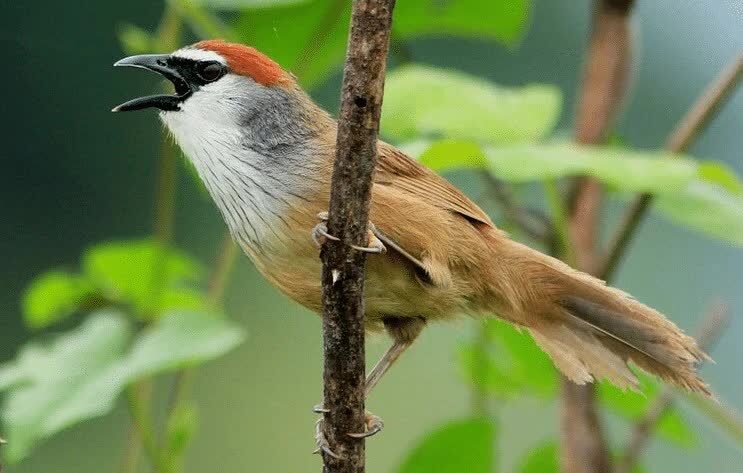 ciri-khas-burung-tepus-gelagah-3274840