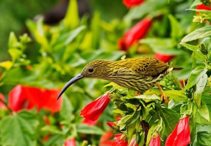 ciri-khas-kolibri-rimba-1747611