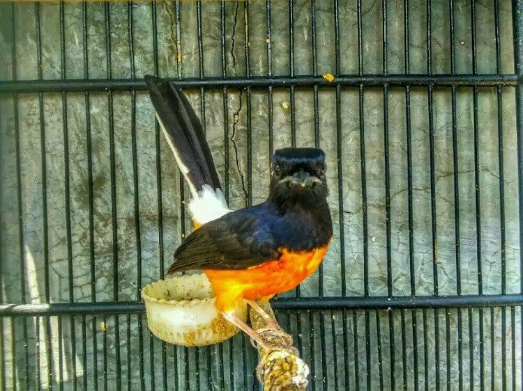 ciri-khusus-burung-murai-batu-kalimantan-3491799