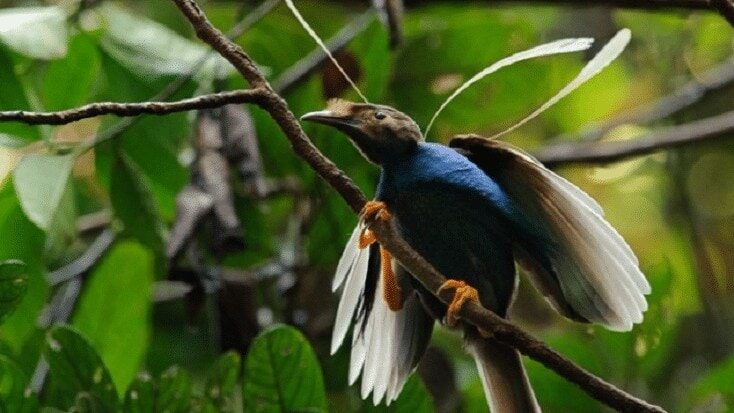 ciri-khas-burung-bidadari-7980426