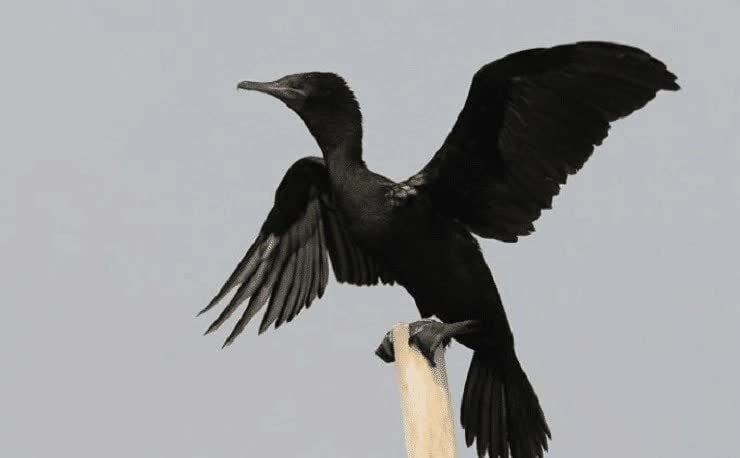 daerah-persebaran-burung-pecuk-padi-hitam-9349760