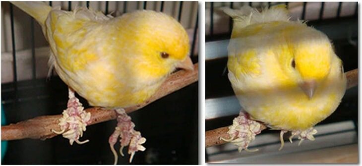 gunakan-cara-menghilangkan-kerak-pada-kaki-kenari-yang-ampuh-3066914