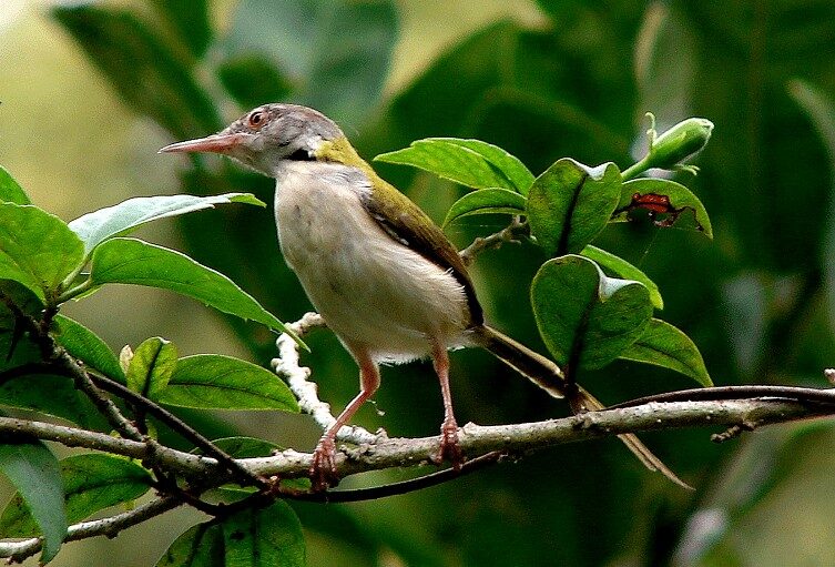 inilah-jenis-burung-prenjak-dan-ciri-cirinya-terlengkap-6423737