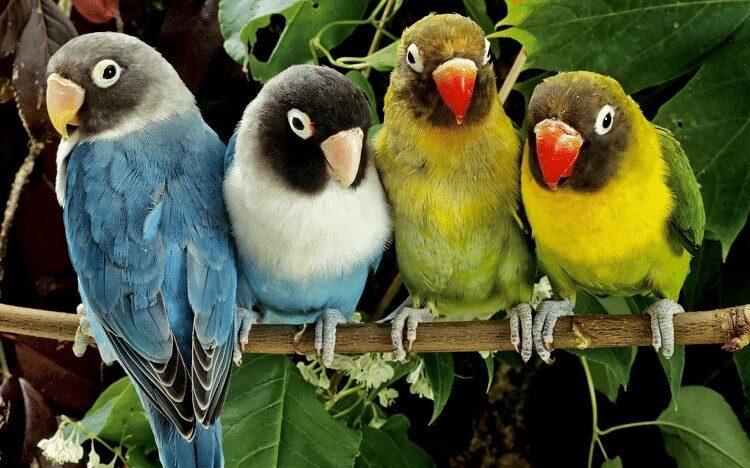 inilah-makanan-utama-lovebird-agar-ngekek-terus-8592442