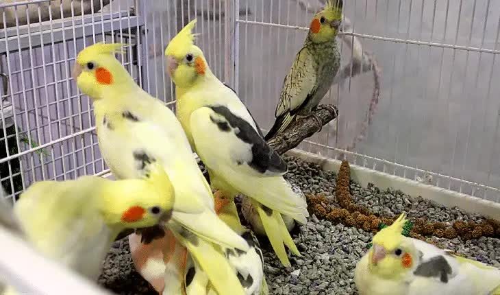 inilah-perbedaan-burung-cockatiel-jantan-dan-betina-7025034