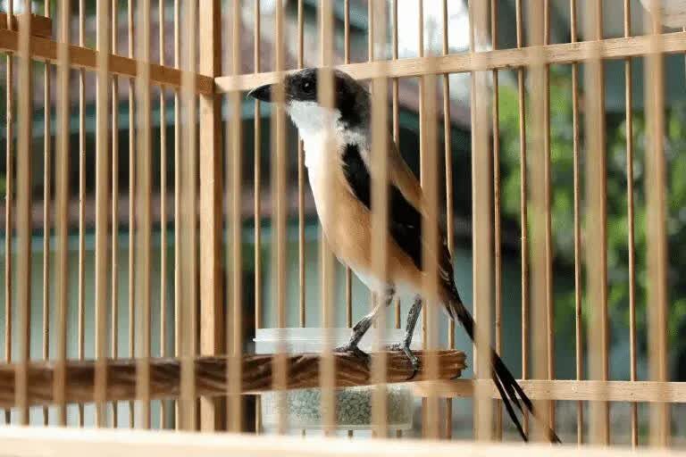 intensitas-kicauan-burung-cendet-5728767