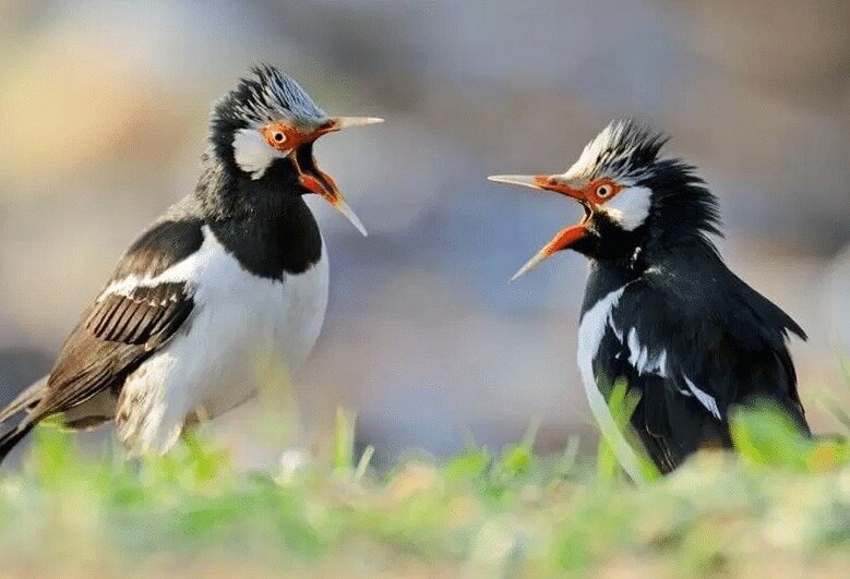 jalak-suren-buka-paruh-4566334