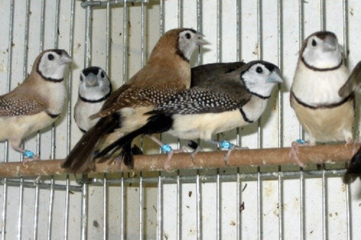 kandang-ternak-owl-finch-9422561