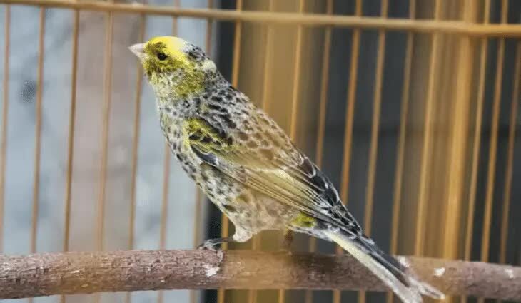 kenari-spanish-timbrado-1351797