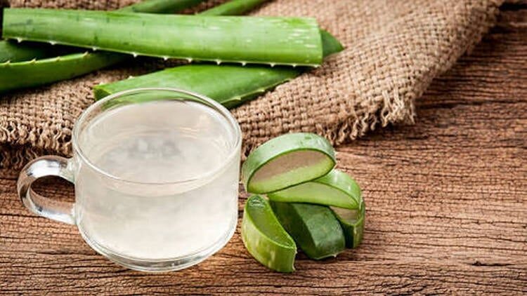 lidah-buaya-untuk-mengatasi-botak-pada-lovebird-1290335