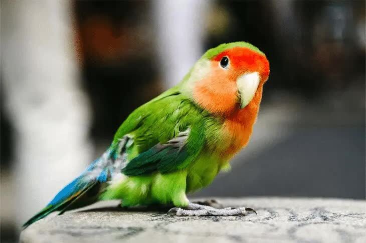 lovebird-7706485