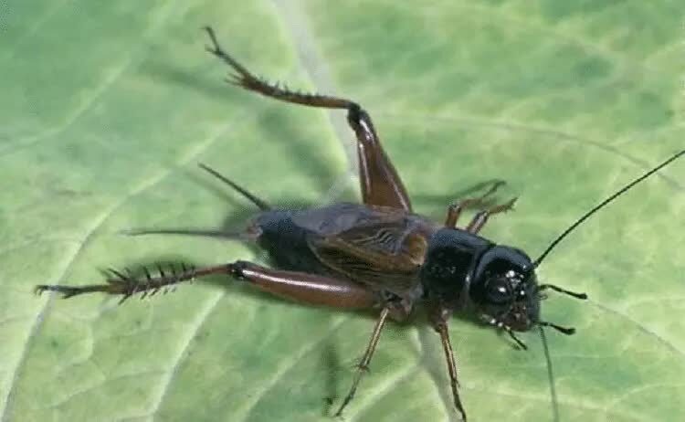 makanan-burung-rambatan-3067768