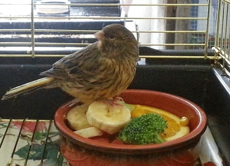 makanan-tambahan-burung-kenari-pasca-mabung-7321496