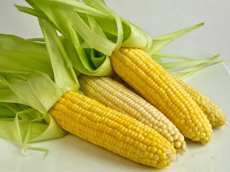 makanan-tambahan-untuk-burung-gelatik-8651500