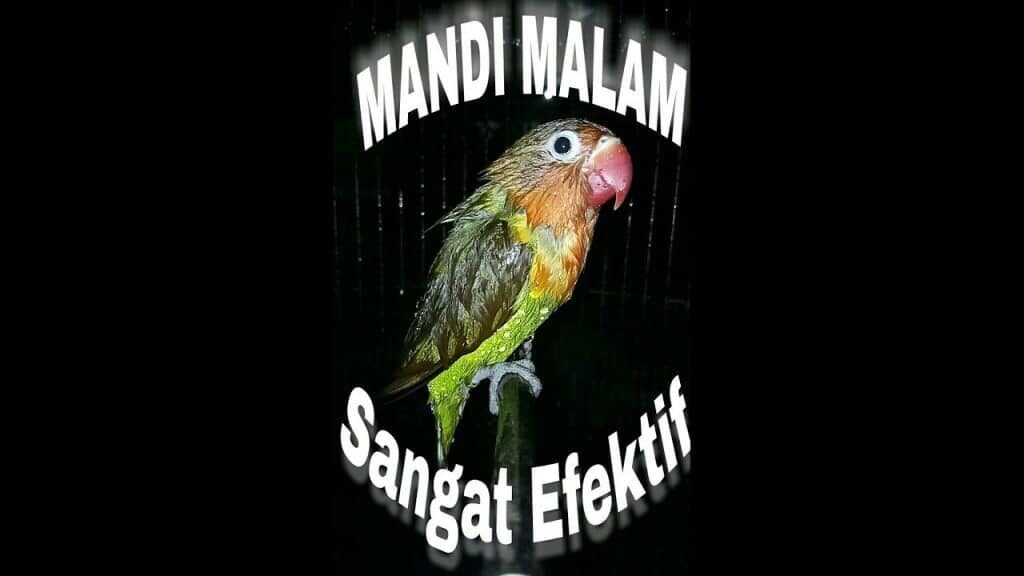 mandi-malam-burung-8502317