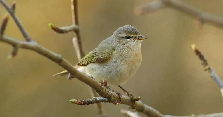 manfaat-air-embun-untuk-burung-kicauan-2319544