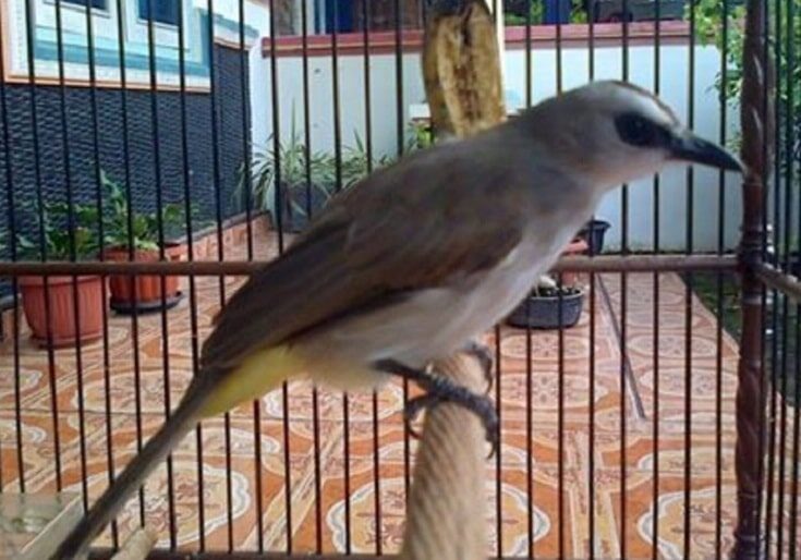 manfaat-jahe-untuk-burung-trucukan-2332734