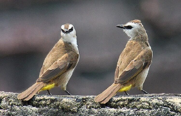 manfaat-jahe-untuk-burung-trucukan-yang-wajib-anda-ketahui-1924445