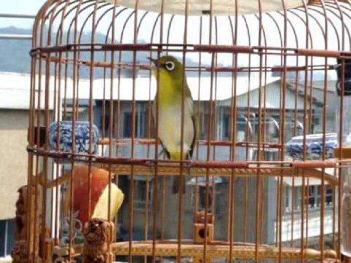 manfaat-dan-fungsi-air-gula-untuk-pleci-biar-cepat-gacor-8310305