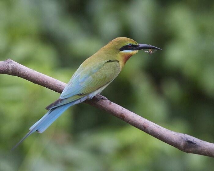 mengenal-burung-kirik-kirik-laut-merops-philippinus-yang-cantik-5791872