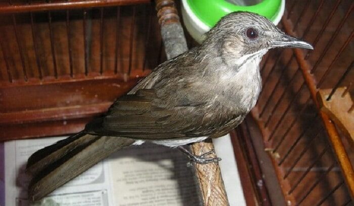 mengenal-ciri-khas-dan-karakteristik-burung-brinji-kelabu-4433279