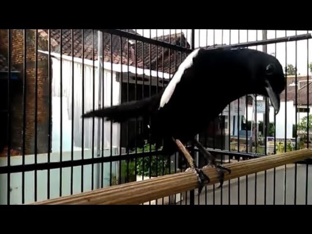 mengenal-lebih-dekat-burung-kacer-wulung-raja-dan-perawatannya-5427902