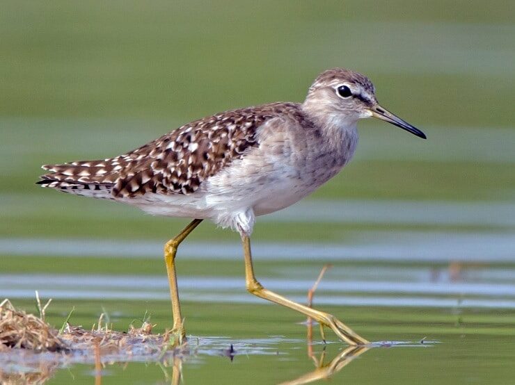 mengenal-lebih-jauh-burung-trinil-semak-wood-sandpiper-5926883