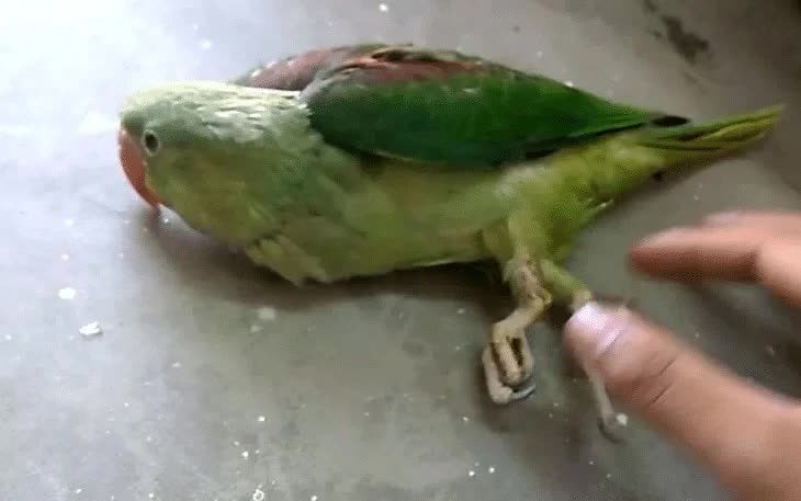 mengenali-aneka-penyebab-kelumpuhan-pada-burung-kicauan-2196172