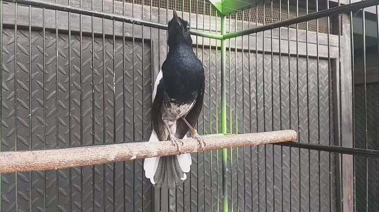 mengetahui-ciri-ciri-burung-kacer-tretes-dan-keunggulannya-5327776