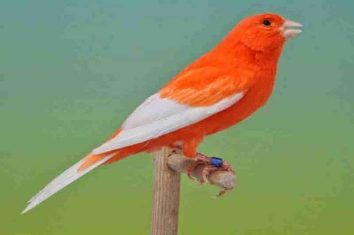 mengetahui-lebih-banyak-manfaat-kenari-diembunkan-saat-perawatan-2836115