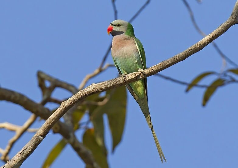 mengetahui-perbedaan-burung-betet-jantan-dan-betina-paling-jelas-5845916